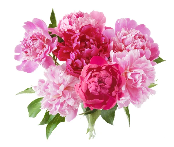 Peony bunch geïsoleerd op witte achtergrond — Stockfoto