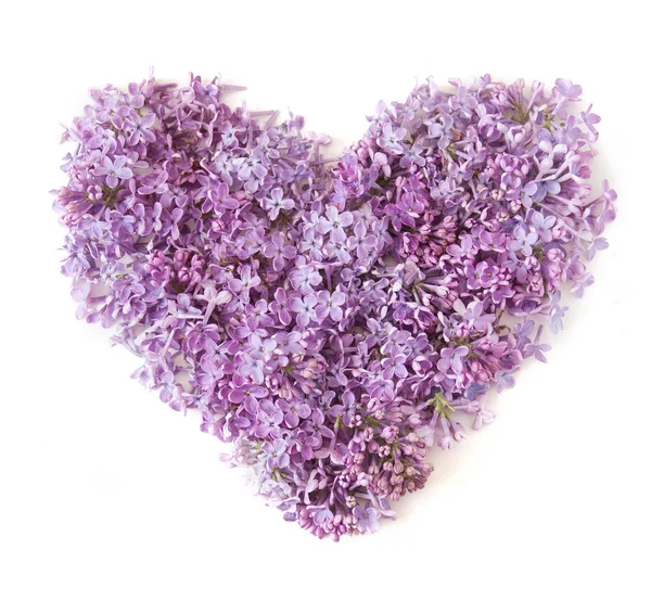 Blommor av en lila i form av ett hjärta som isolerad på en vit — Stockfoto
