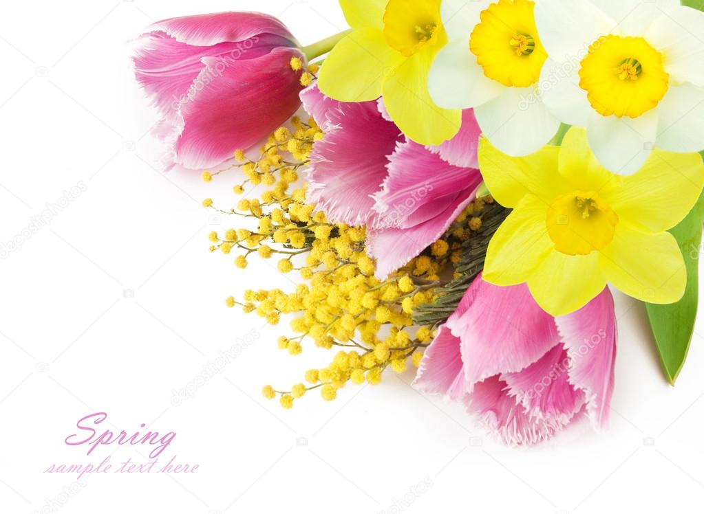 Tulips and narcissus flowers bunch isolated on white with sample text