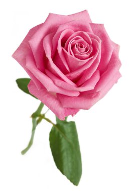 Pembe Gül beyaz arkaplanda izole edildi