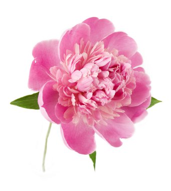 Şakayık çiçeği, beyaz arkaplanda izole edilmiş.