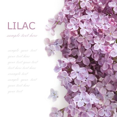 Leylak çiçekleri arka plan