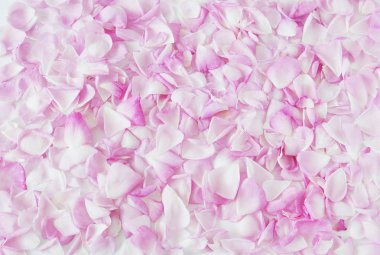 Pembe gül yaprakları arka plan