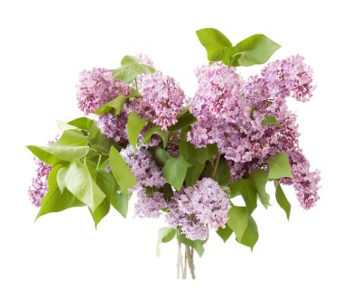 Farklı bir leylak Vazoda beyaz izole büyük grup