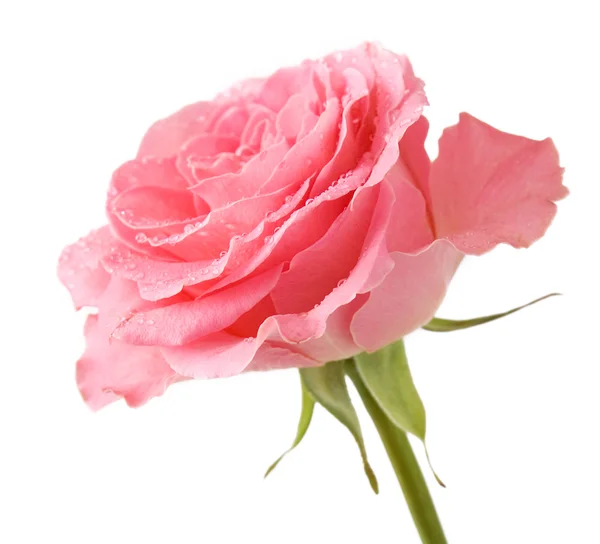 Rosa Rosa aislada sobre fondo blanco — Foto de Stock