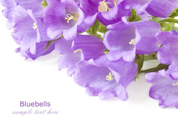 Bluebells fleurs fond isolé sur blanc avec échantillon de texte — Photo