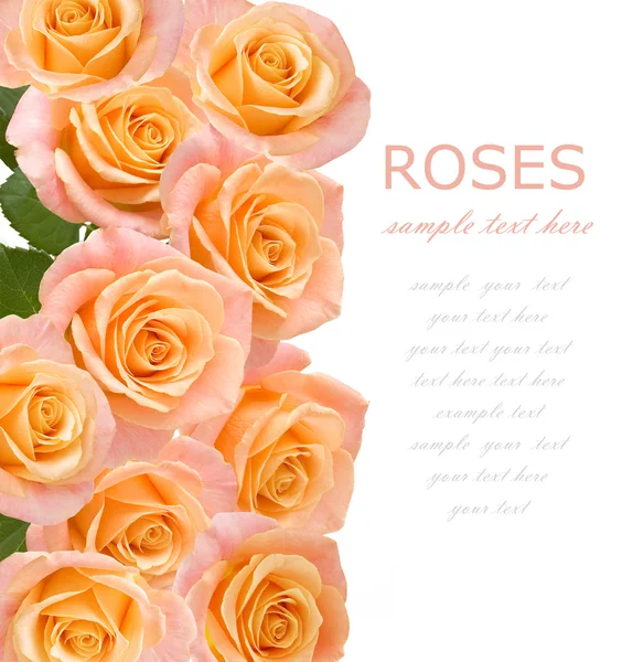 Té y rosas rosadas de fondo con texto de muestra —  Fotos de Stock