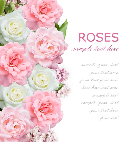 Roses et fleurs lilas fond isolé sur blanc avec échantillon de texte — Photo