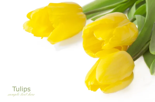 Tulips bunch isolated on white background — Stock Photo, Image