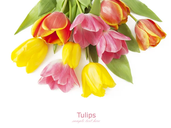 Tulipanflokk isolert på hvit bakgrunn – stockfoto