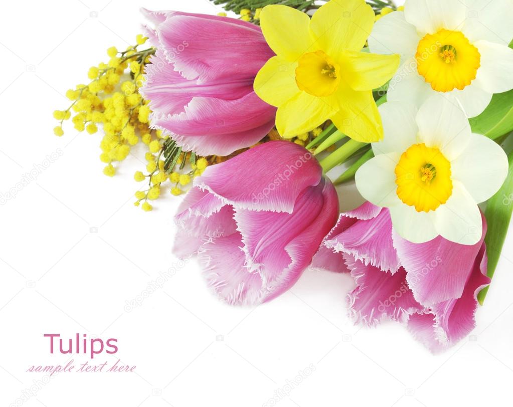 Tulip, mimosa and narcissus flowers background isolated on white with sample text