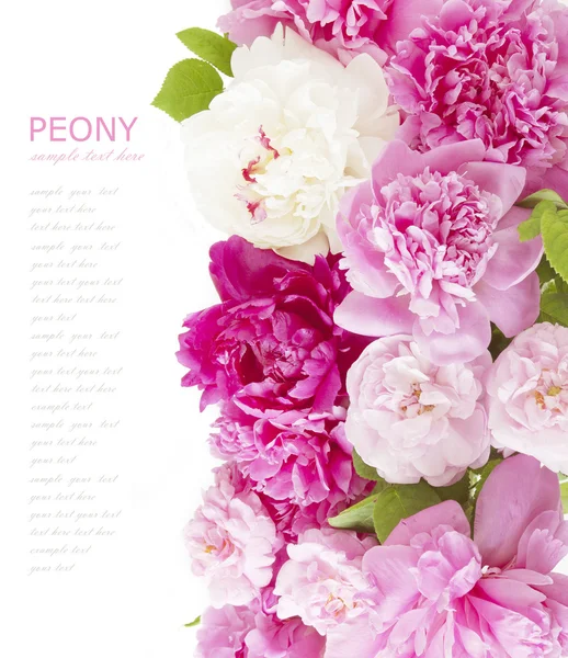 Rosas y fondo peónico aislados en blanco con texto de muestra — Foto de Stock