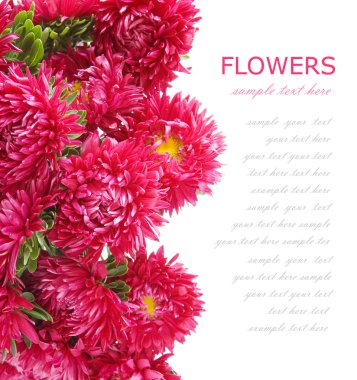 arka plan beyaz örnek metin ile izole yaz çiçek