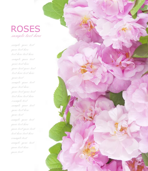 Wedding pink roses background isolated on white with sample text — Stock Photo, Image