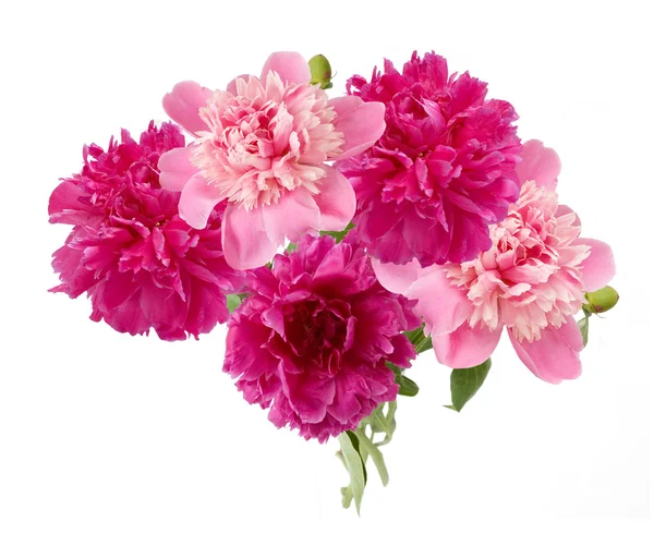 Peony bunch isolated on white background — Stock Photo, Image