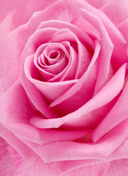 Bela rosa rosa closeup — Fotografia de Stock