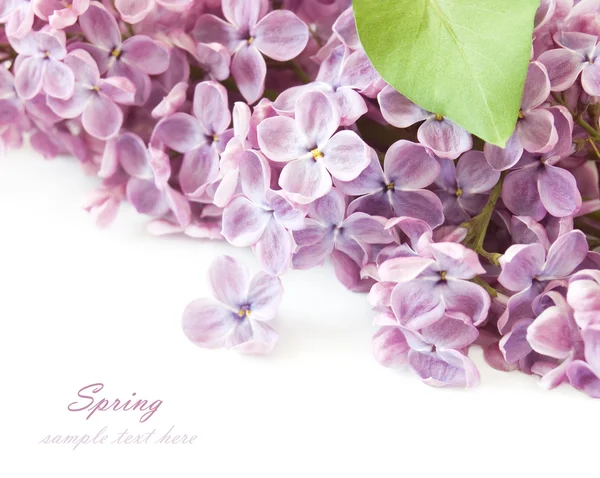 Ramo de flores lila aislado sobre fondo blanco — Foto de Stock