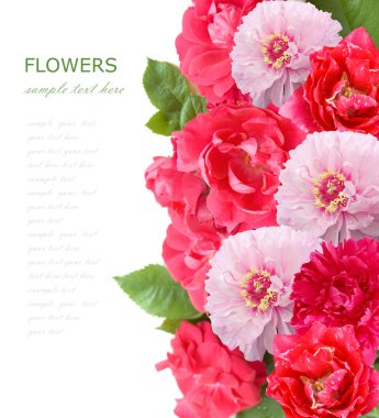 Şakayık ve gül arka plan üzerinde beyaz izole