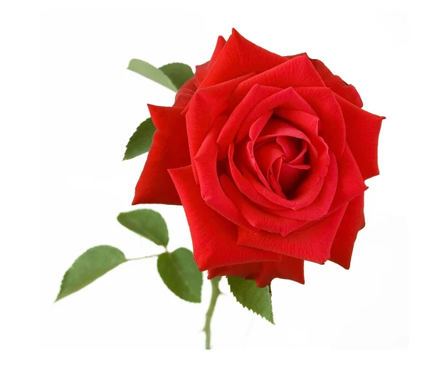 Rote Rose mit isolierten Blättern auf weißem Grund — Stockfoto