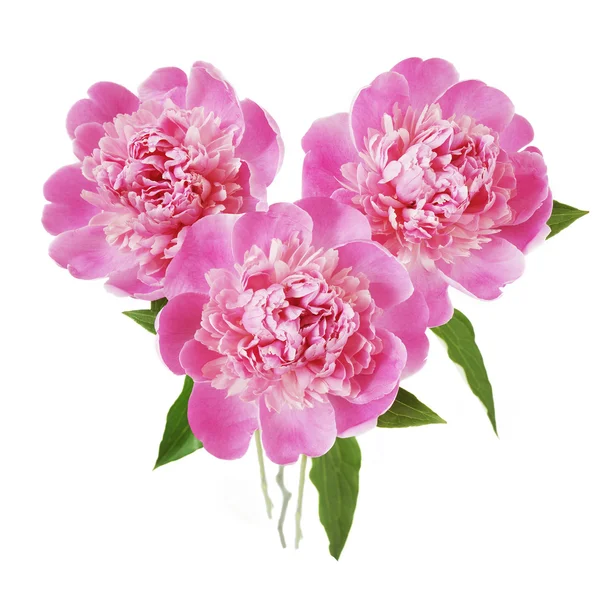 Peony bunch isolated on white background — Stock Photo, Image