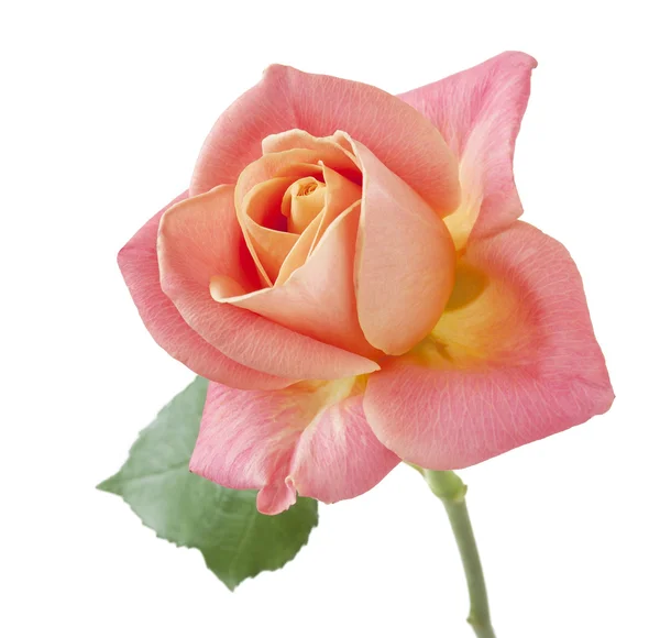 Pink rose closeup isolated on white background — Stock Photo, Image