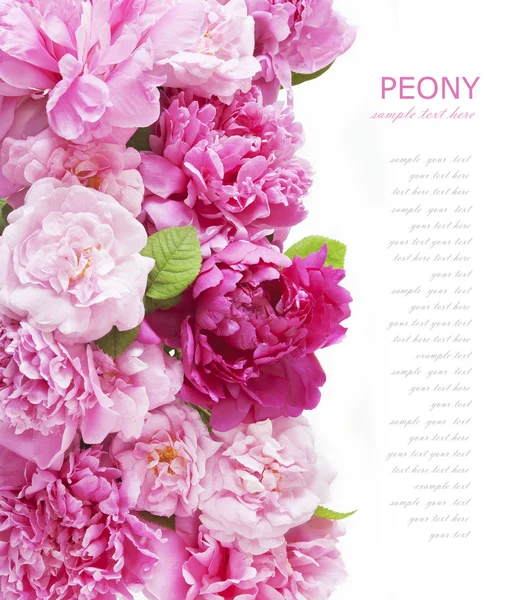 Latar belakang peony and roses terisolasi pada warna putih dengan teks sampel — Stok Foto