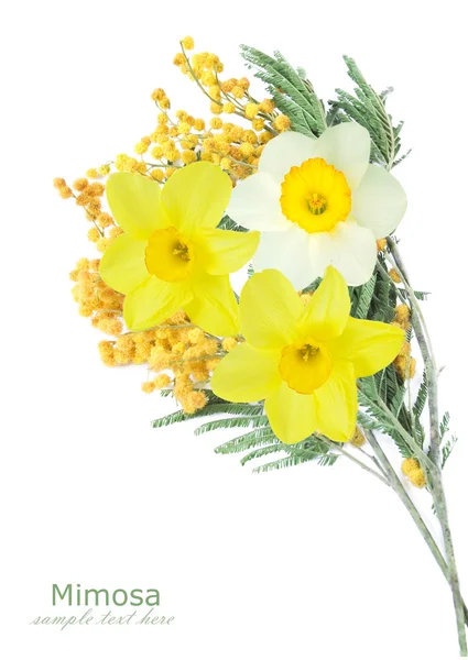 Mimosa and narcissus flowers bunch isolated on white background — Stock Photo, Image