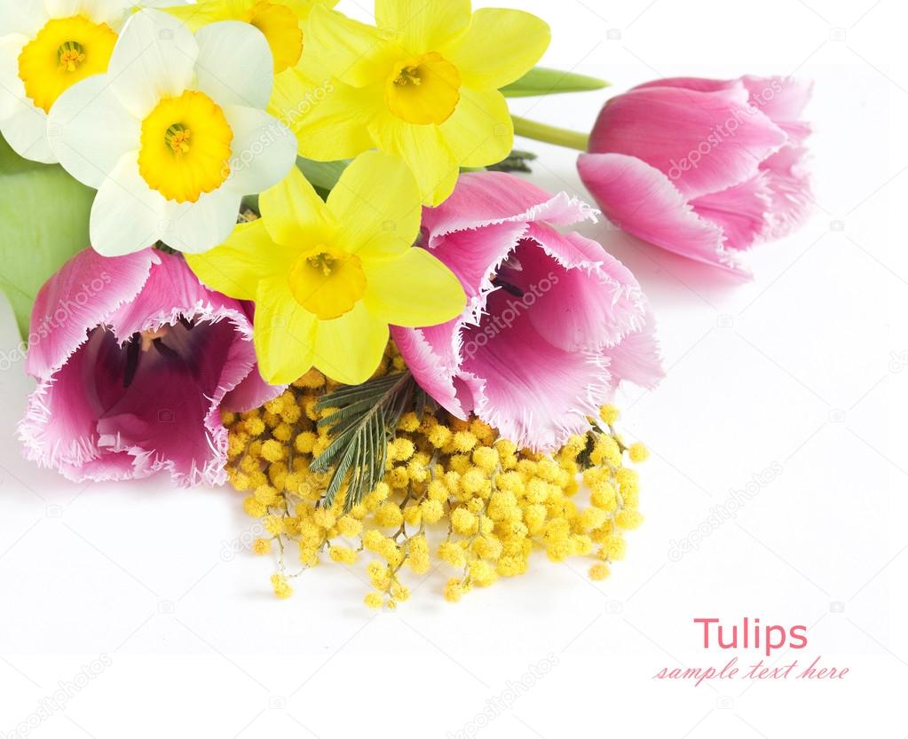 Mimosa, tulip and narcissus flowers isolated on white background with sample text