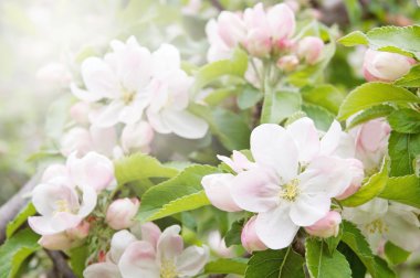 Bahar çiçeği ağaç arka plan