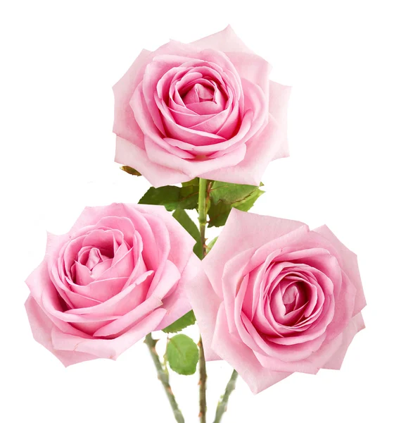 Bunch of rosy roses isolated on white — Stock Photo, Image