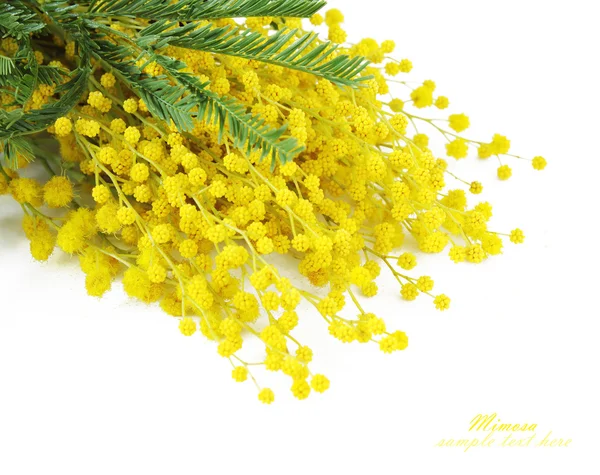 Mimose Blumen Zweig isoliert auf weißem Hintergrund mit Beispieltext — Stockfoto