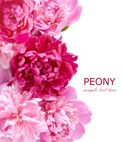 Peony and roses background isolated on white with sample text — Stock Photo, Image