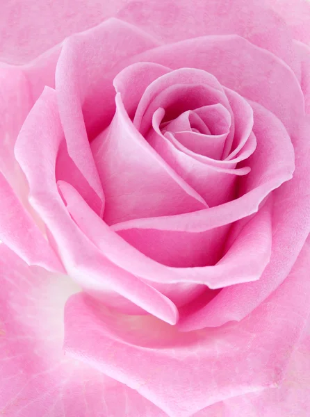 Makro rosa Rose — Stockfoto