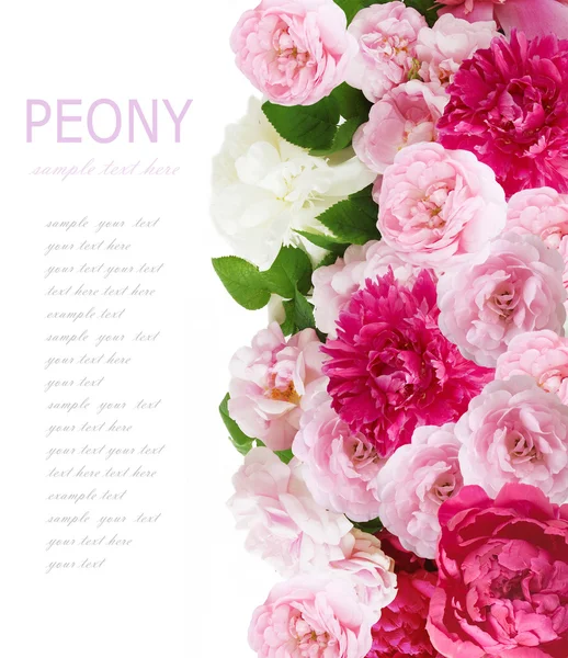 Peony flowers background isolated on white with sample text — Stock Photo, Image