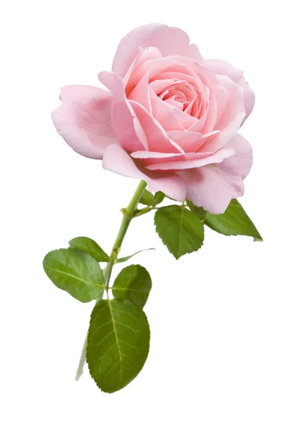 Pink Rose geïsoleerd op witte achtergrond — Stockfoto