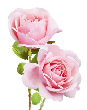 Gül çiçek demet izole üzerinde beyaz arka plan