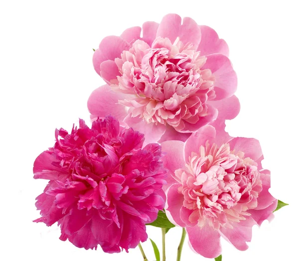 Peony bunch geïsoleerd op witte achtergrond — Stockfoto