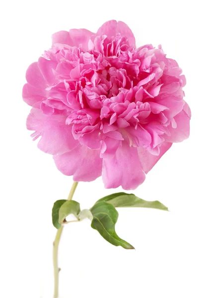 Peony flower closeup isolated on white background — Stock Photo, Image