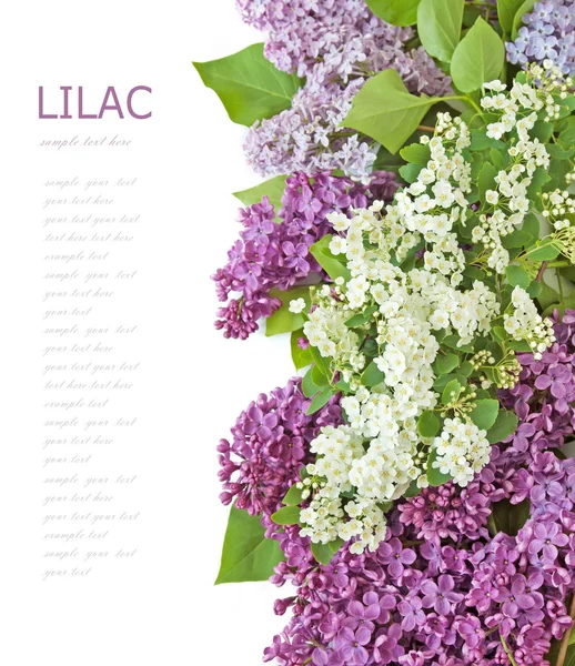 Lilac flowers background isolated on white with sample text — Stock Photo, Image