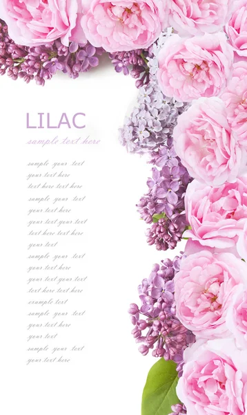 Fondo de flores de lila, tulipán y rosa aislado en blanco con texto de muestra — Foto de Stock