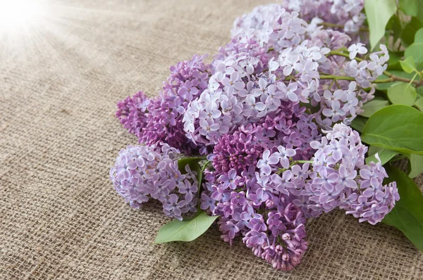 Lilac flowers background — Stock Photo, Image