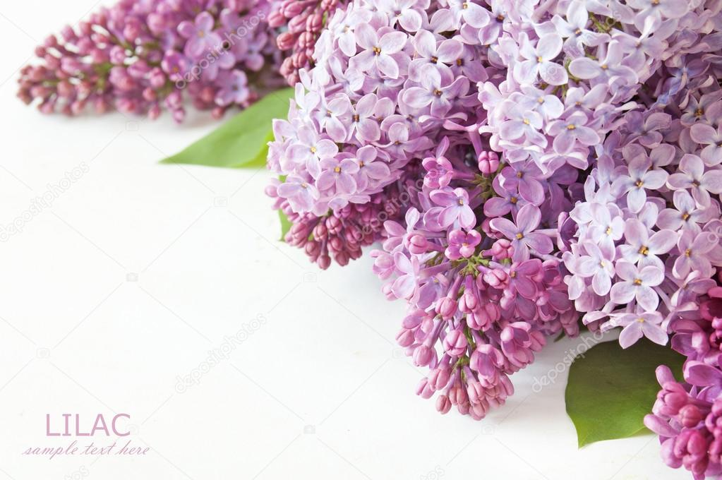 Lilac flowers background isolated on white with sample text