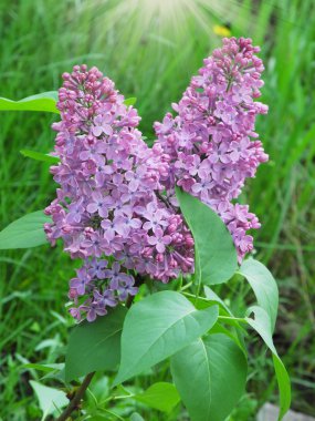 Eflatun çiçekler grup