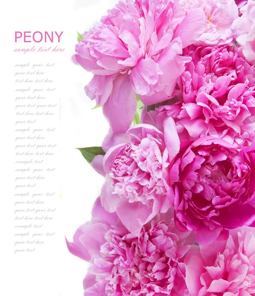Peony en rozen achtergrond geïsoleerd op wit met voorbeeldtekst — Stockfoto