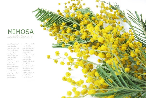 Mimose Blumen Zweig isoliert auf weißem Hintergrund mit Beispieltext — Stockfoto