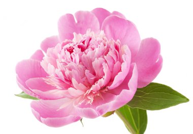 Peony flower closeup isolated on white background clipart
