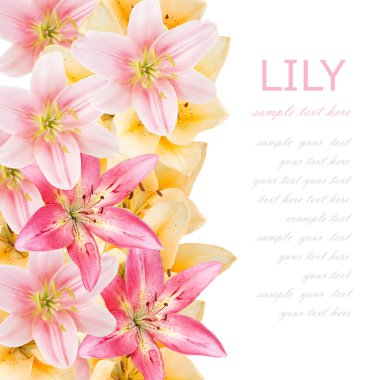 Çiçekler arka plan üzerinde beyaz örnek metin ile izole. Lily çiçek
