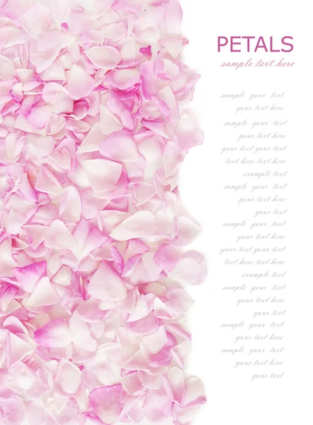 Pink rose petals isolated on white background with sample text — Stock Photo, Image