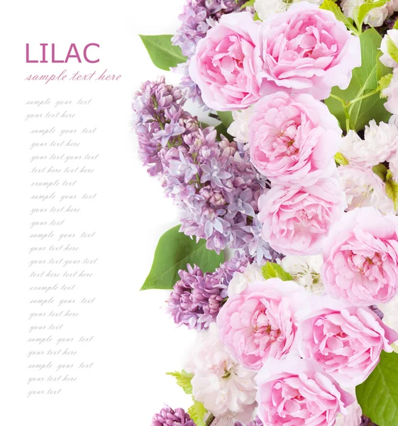 Flowers background isolated on white with sample text. Lilac and roses — Stock Photo, Image