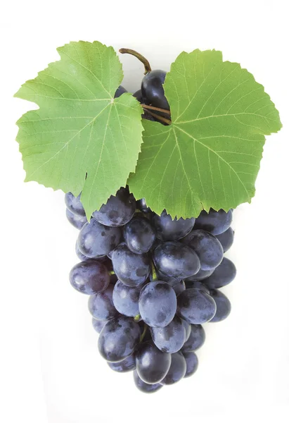 Blue grapes branch with green leaves isolated on white background — Stock Photo, Image